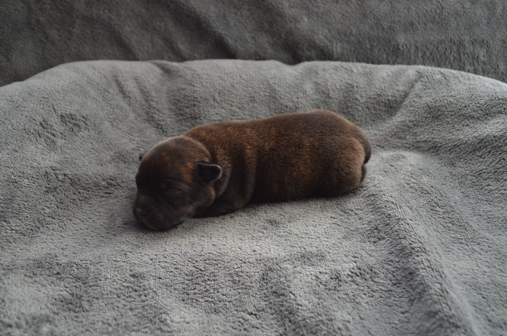 Abyss Of Enki - Chiot disponible  - Staffordshire Bull Terrier