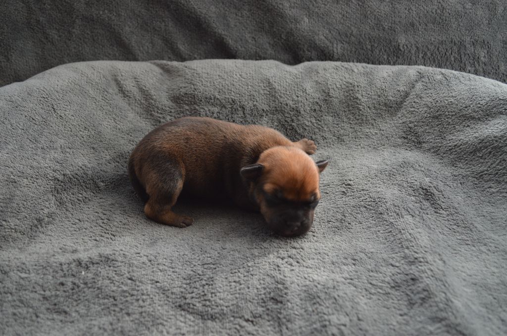 Abyss Of Enki - Chiot disponible  - Staffordshire Bull Terrier