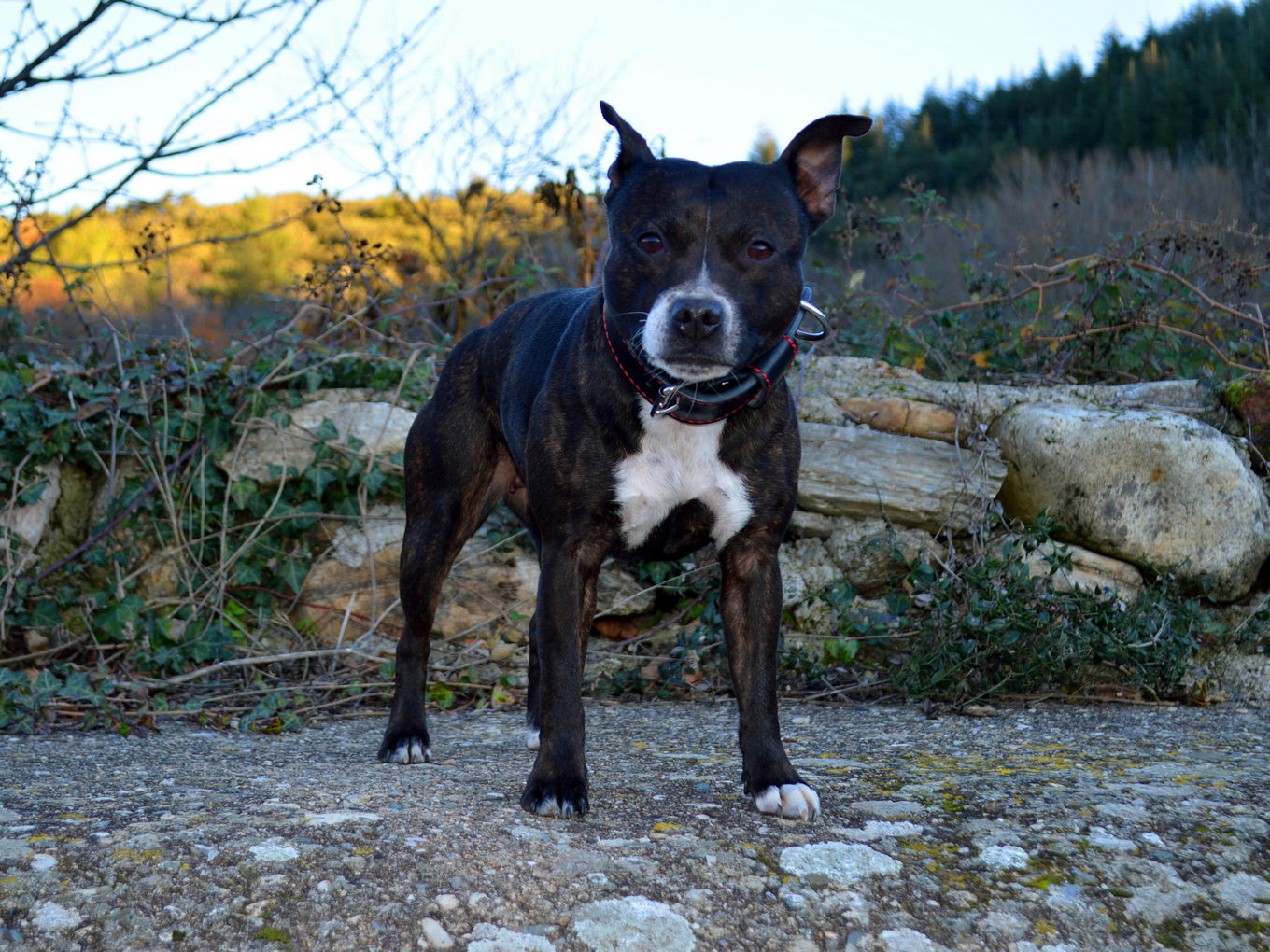 Abyss Of Enki Oh'shelby