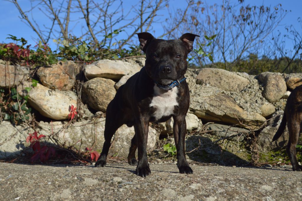 Abyss Of Enki Offenbach