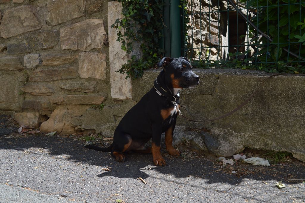 Abyss Of Enki - Chiots disponibles - Staffordshire Bull Terrier